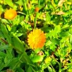 Calendula suffruticosa 花