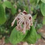 Dais cotinifolia Flower