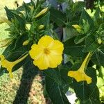 Mirabilis jalapaCvet