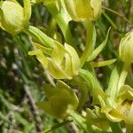 Platanthera algeriensis Kvet