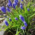 Muscari botryoides Plante entière