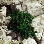 Thalictrum macrocarpum 形態