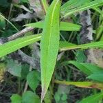 Symphyotrichum lanceolatum Листок