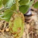 Capparis cartilaginea Fruit