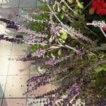 Ocimum kilimandscharicum Flor