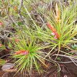 Dracophyllum balansae অভ্যাস