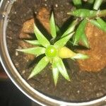 Portulaca rubricaulis Hoja