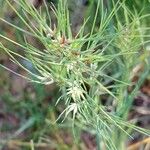 Poa bulbosa Fula