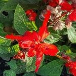 Salvia splendens ফুল