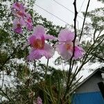 Papilionanthe teres Çiçek