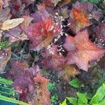 Heuchera micrantha Virág