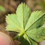 Alchemilla glabra Hoja