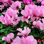 Cyclamen persicum Vivejo