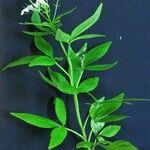 Cleoserrata serrata Diğer