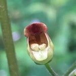 Scrophularia nodosa 花