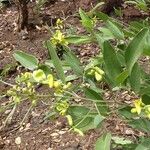 Sphenostylis schweinfurthii Hábito