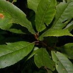 Clethra pyrogena 叶