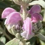Phlomis purpurea Квітка