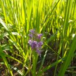 Dactylorhiza majalis Fula