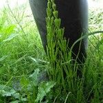 Equisetum arvenseঅভ্যাস