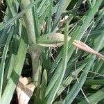 Chloraea membranacea Leaf