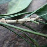 Pycnocoma chevalieri Kabuk