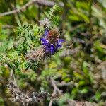 Dalea coerulea Flor