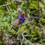 Dalea coerulea