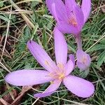 Colchicum multiflorumപുഷ്പം