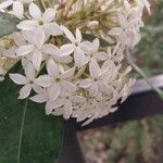 Acokanthera oppositifolia Flower