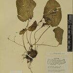 Didymocarpus cinereus Otro