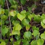 Hedera colchicaHoja