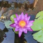 Nymphaea nouchaliFloare