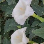 Datura inoxia Flower