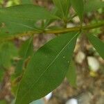 Solidago caesia Blad