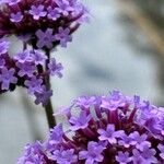 Verbena bonariensisFlower