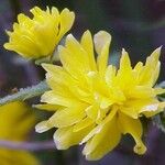 Kerria japonica Цветок