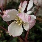 Clematis armandi Flor