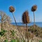 Dipsacus sativus Fruchs