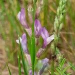 Astragalus varius Цвят