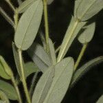 Crotalaria sagittalis List