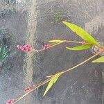 Persicaria longiseta ফুল