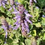 Plectranthus neochilusफूल