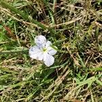 Cycnium tubulosum Flower