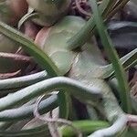 Tillandsia bulbosa Corteza