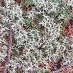 Herniaria incana Hábito