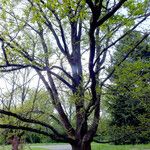 Quercus robur Libunga