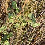 Abutilon grandiflorumFulla