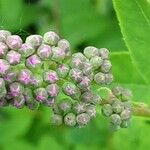 Spiraea salicifolia 花
