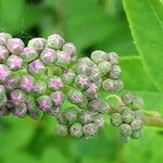 Spiraea salicifolia ফুল